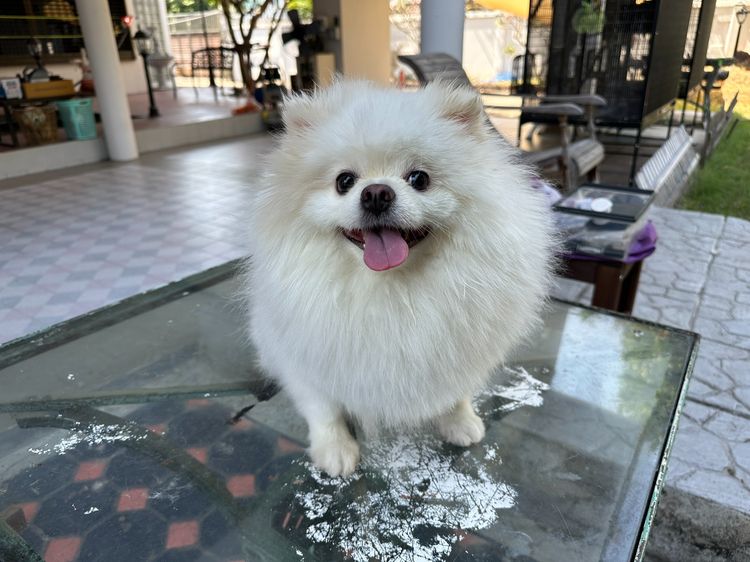 ปอมเมอเรเนียน (Pomeranian) กลาง ปอมเพศเมีย สีขาว (ยังไม่ทำหมัน)