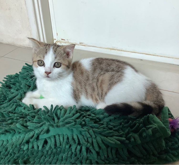 สาวน้อยสก็อตติช