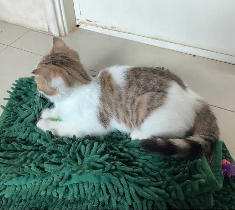 สาวน้อยสก็อตติช รูปที่ 3