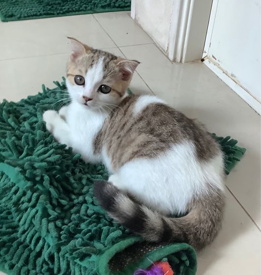 สาวน้อยสก็อตติช รูปที่ 4