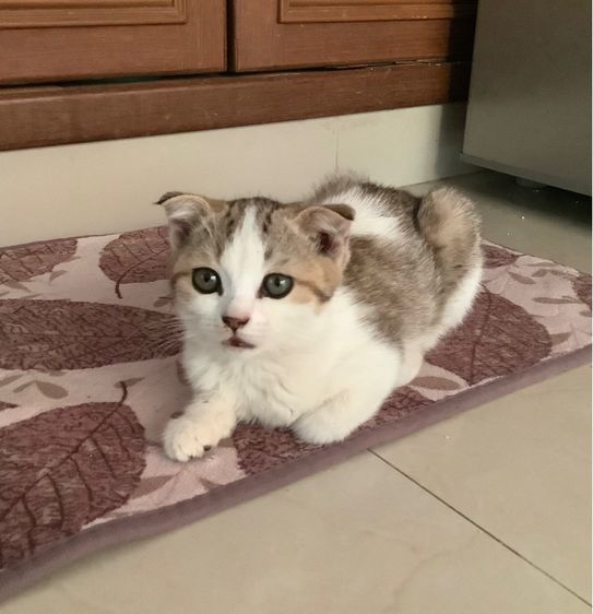 สาวน้อยสก็อตติช รูปที่ 6