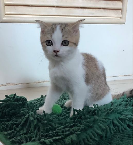 สาวน้อยสก็อตติช รูปที่ 2