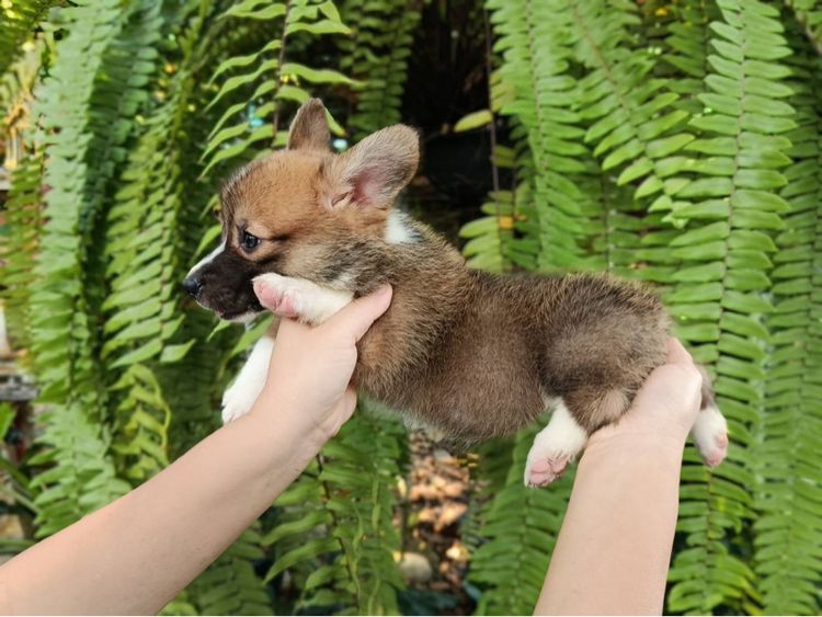 คอร์กี้ รูปที่ 7