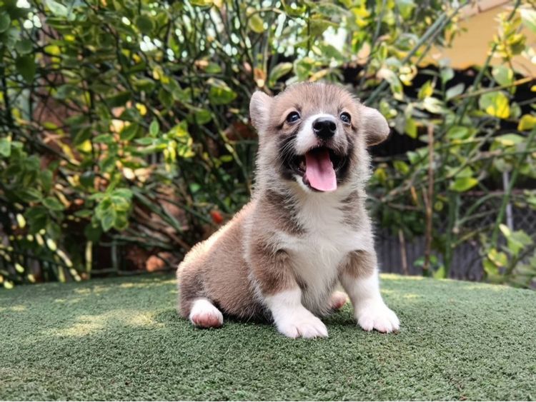 คอร์กี้ รูปที่ 2