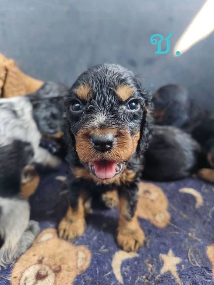 ลูกสุนัขพันธุ์อิงลิชค็อกเกอร์ รูปที่ 2