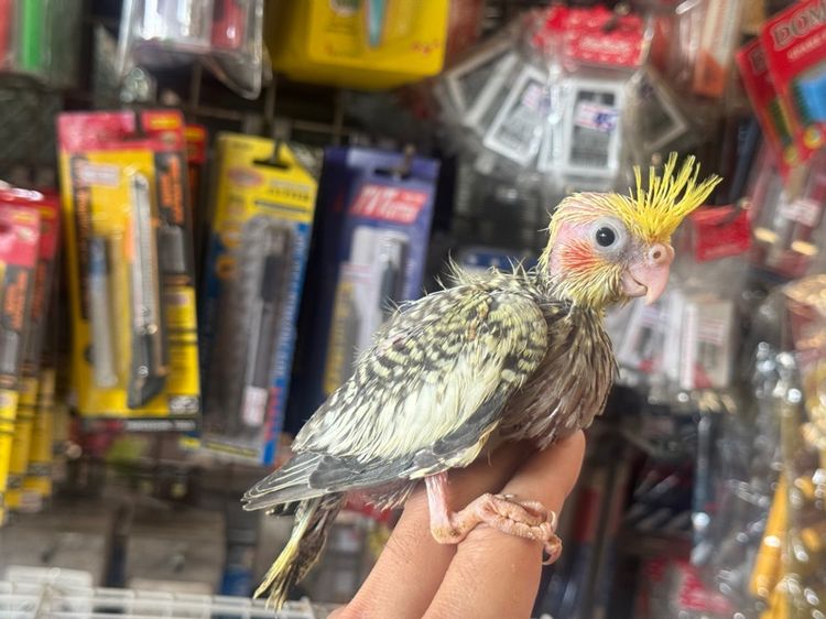 ลูกป้อนคอกคาเทล เชื่องๆ รูปที่ 4