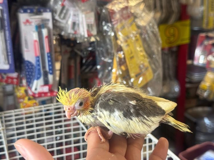 ลูกป้อนคอกคาเทล เชื่องๆ รูปที่ 6