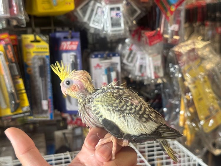 ลูกป้อนคอกคาเทล เชื่องๆ รูปที่ 5