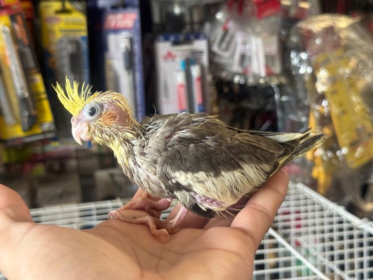 ลูกป้อนคอกคาเทล เชื่องๆ รูปที่ 2