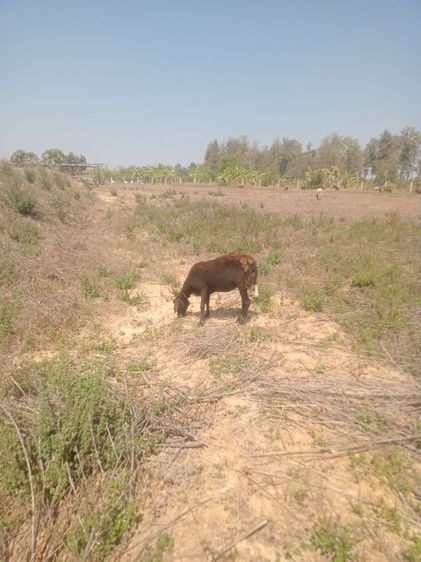 แกะ รูปที่ 2