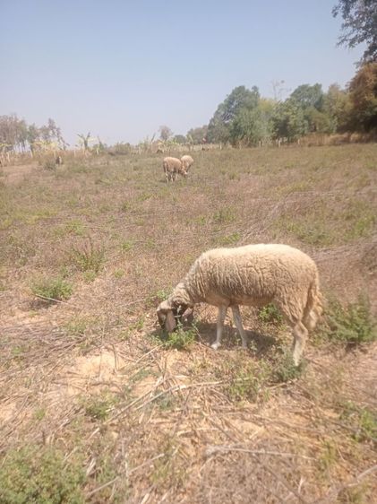 แกะ รูปที่ 3