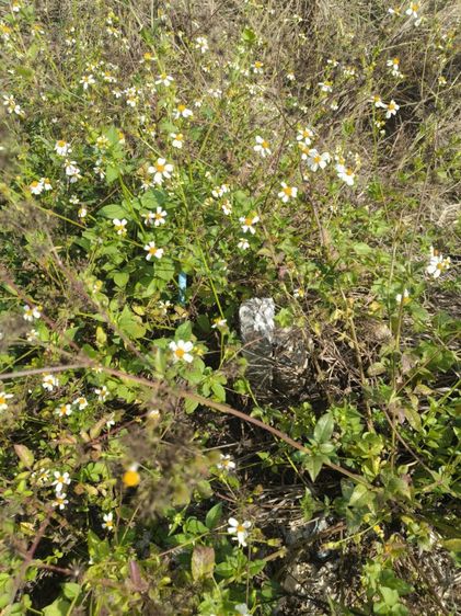 ใช่ ที่ดินโซนท่ารั้ว รูปที่ 4