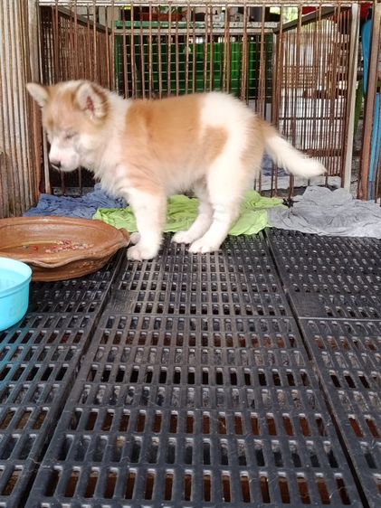 หมาบางแก้ว รูปที่ 3