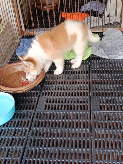 หมาบางแก้ว รูปที่ 2