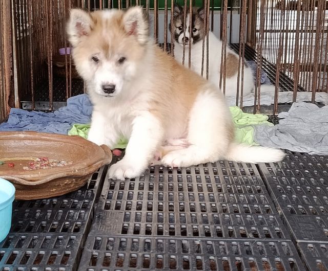 หมาบางแก้ว