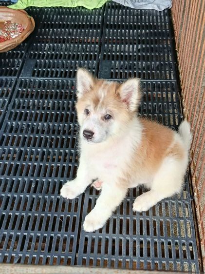 หมาบางแก้ว รูปที่ 4