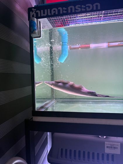 ปลาไหล อะบา อะบา 15นิ้ว รูปที่ 3