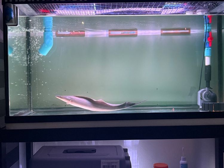 ปลาไหล อะบา อะบา 15นิ้ว รูปที่ 2