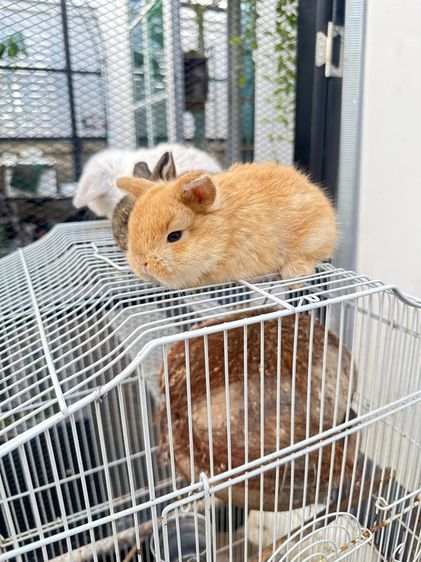 HL เมืองโคราช รูปที่ 2