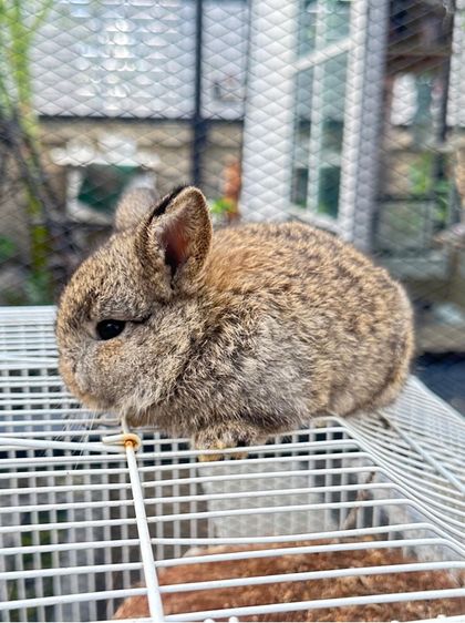 HL เมืองโคราช รูปที่ 4