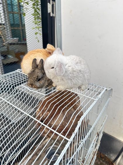 HL เมืองโคราช รูปที่ 3