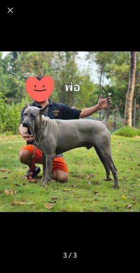 ลูกสุนัขไทยหลังอานแท้เพศเมีย สายเลือดดี รูปที่ 3