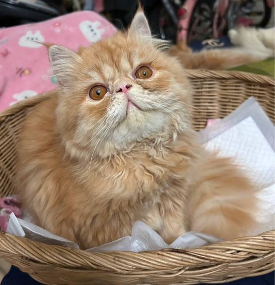 เอ็กโซติก ชอร์ตแฮร์ (Exotic Shorthair) เอ็กโซติก