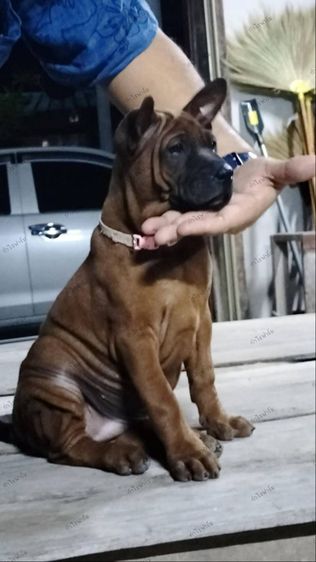 สุนัขพันธุ์ไทยหลังอาน รูปที่ 6