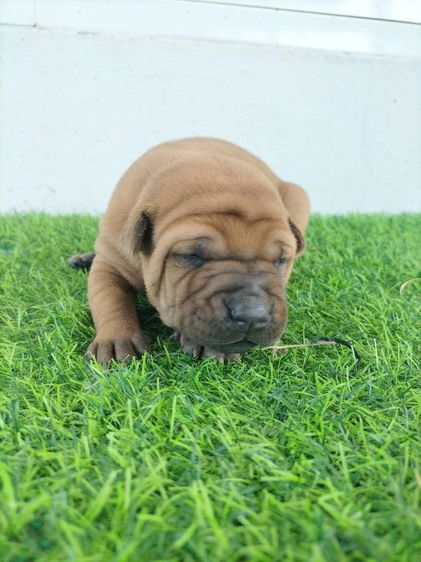 สุนัขพันธุ์ไทยหลังอาน รูปที่ 8