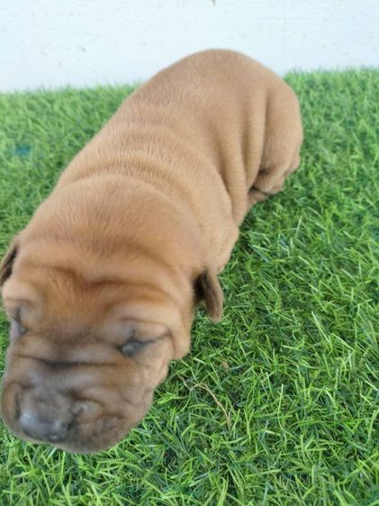 สุนัขพันธุ์ไทยหลังอาน รูปที่ 10