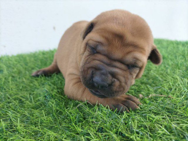 สุนัขพันธุ์ไทยหลังอาน รูปที่ 7