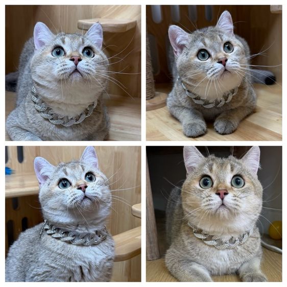 พ่อพันธุ์บริติช 🌿wcf 📍w’ouไปเลี้ยงไป