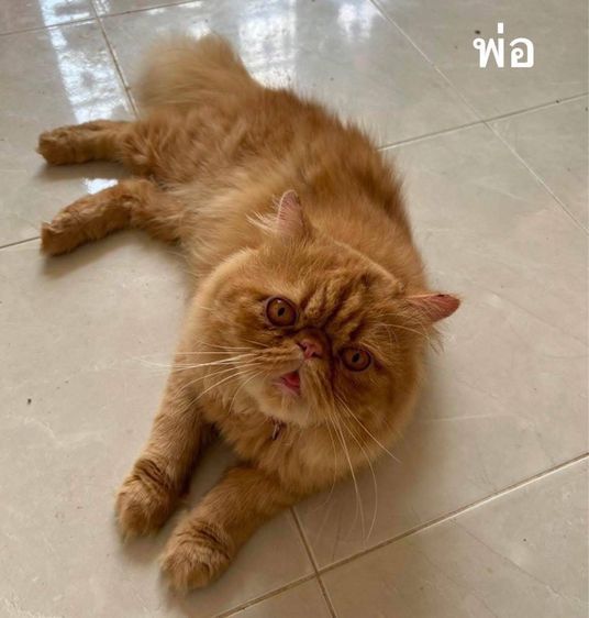 เด็กหญิงเอ็กโซติก รูปที่ 6