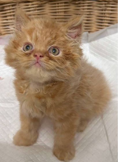 เด็กชายแมวเปอร์เซียผสมเอ็กโซติก รูปที่ 3
