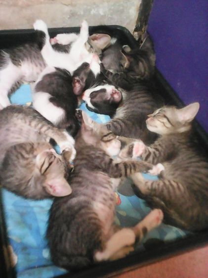 หาบ้านให้น้องแมว รูปที่ 2