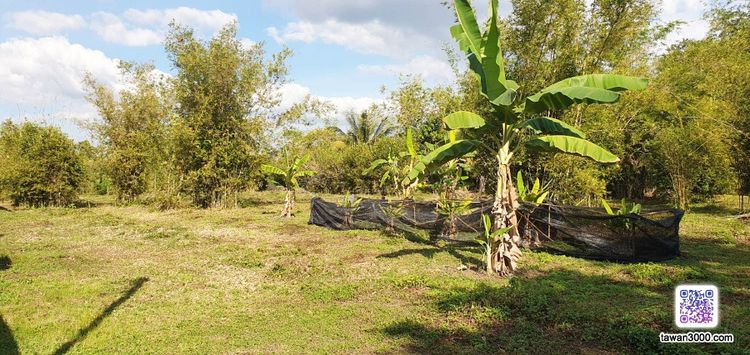 ขายที่สวน 2ไร่52ตรว. กว้างขวาง บรรยากาศดี วิวดอยสุเทพ-ทุ่งนา ติดลำน้ำ พร้อมโอนจ้าๆๆ