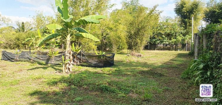 ขายที่สวน 2ไร่52ตรว. กว้างขวาง บรรยากาศดี วิวดอยสุเทพ-ทุ่งนา ติดลำน้ำ พร้อมโอนจ้าๆๆ รูปที่ 3