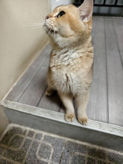 แมว บริติช​ ช็อต​แฮร์​ สายพันธุ์​แท้ พ่อแม่นำเข้า ตาเขียว รูปที่ 4