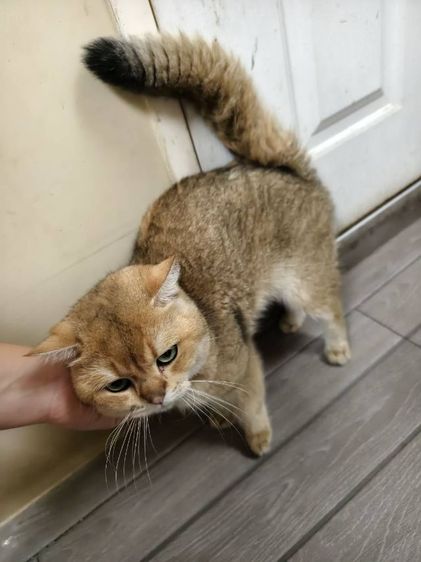 แมว บริติช​ ช็อต​แฮร์​ สายพันธุ์​แท้ พ่อแม่นำเข้า ตาเขียว รูปที่ 9