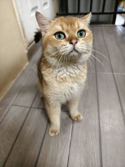 บริติช ชอร์ตแฮร์ (British Shorthair) แมว บริติช​ ช็อต​แฮร์​ สายพันธุ์​แท้ พ่อแม่นำเข้า ตาเขียว