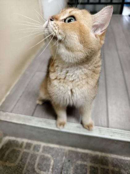 แมว บริติช​ ช็อต​แฮร์​ สายพันธุ์​แท้ พ่อแม่นำเข้า ตาเขียว รูปที่ 8