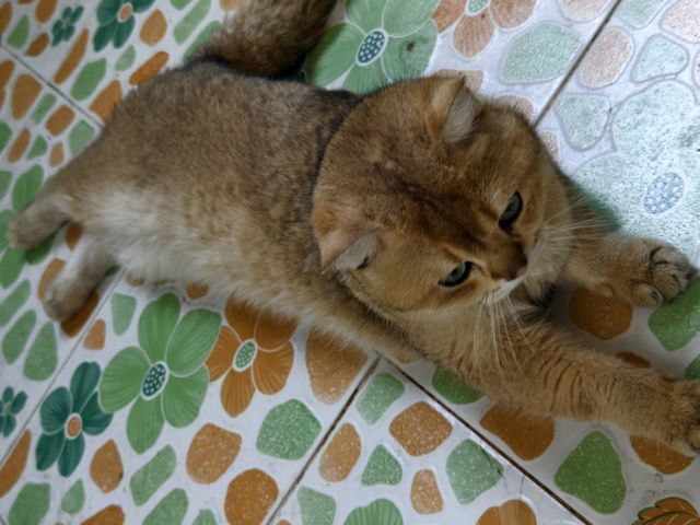 แมว บริติช​ ช็อต​แฮร์​ สายพันธุ์​แท้ พ่อแม่นำเข้า ตาเขียว รูปที่ 5