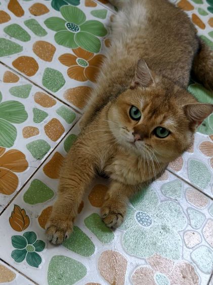 แมว บริติช​ ช็อต​แฮร์​ สายพันธุ์​แท้ พ่อแม่นำเข้า ตาเขียว รูปที่ 7