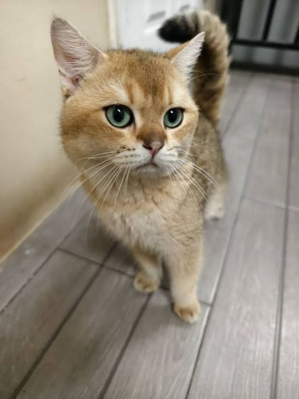 แมว บริติช​ ช็อต​แฮร์​ สายพันธุ์​แท้ พ่อแม่นำเข้า ตาเขียว รูปที่ 2