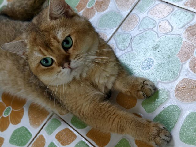 แมว บริติช​ ช็อต​แฮร์​ สายพันธุ์​แท้ พ่อแม่นำเข้า ตาเขียว รูปที่ 6
