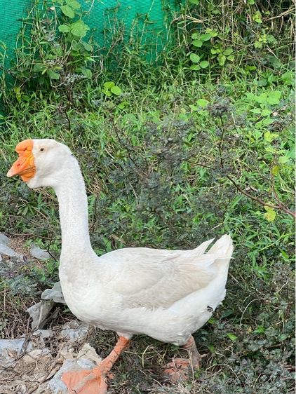 ลูกห่านหัวสิงห์ รูปที่ 14