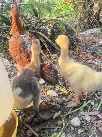 ลูกห่านหัวสิงห์ รูปที่ 8