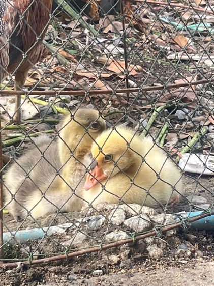 ลูกห่านหัวสิงห์ รูปที่ 5