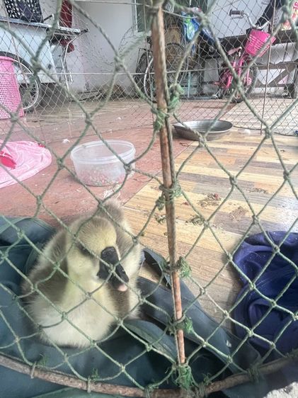 ลูกห่านหัวสิงห์