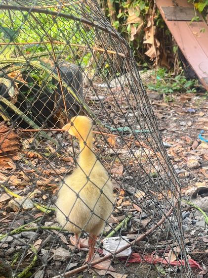 ลูกห่านหัวสิงห์ รูปที่ 6